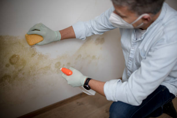 Mold Removal Process in Newburgh Heights, OH