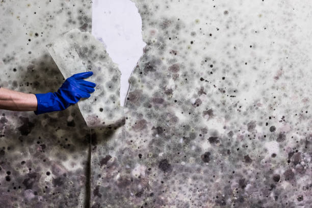 Best Attic Mold Removal  in Newburgh Heights, OH