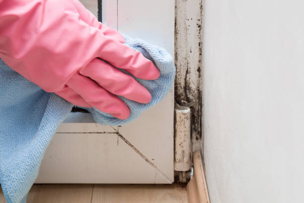 Office Mold Removal Services